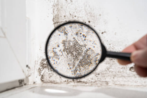 Best Forensic Mold Investigation  in Moscow, PA